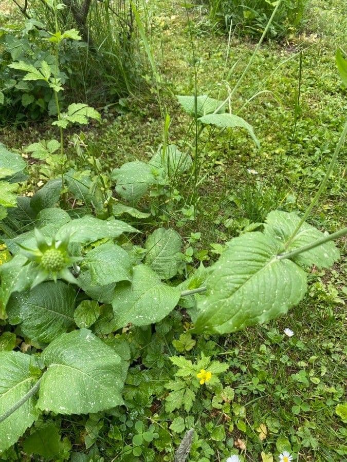 Ambretta silvatica 7