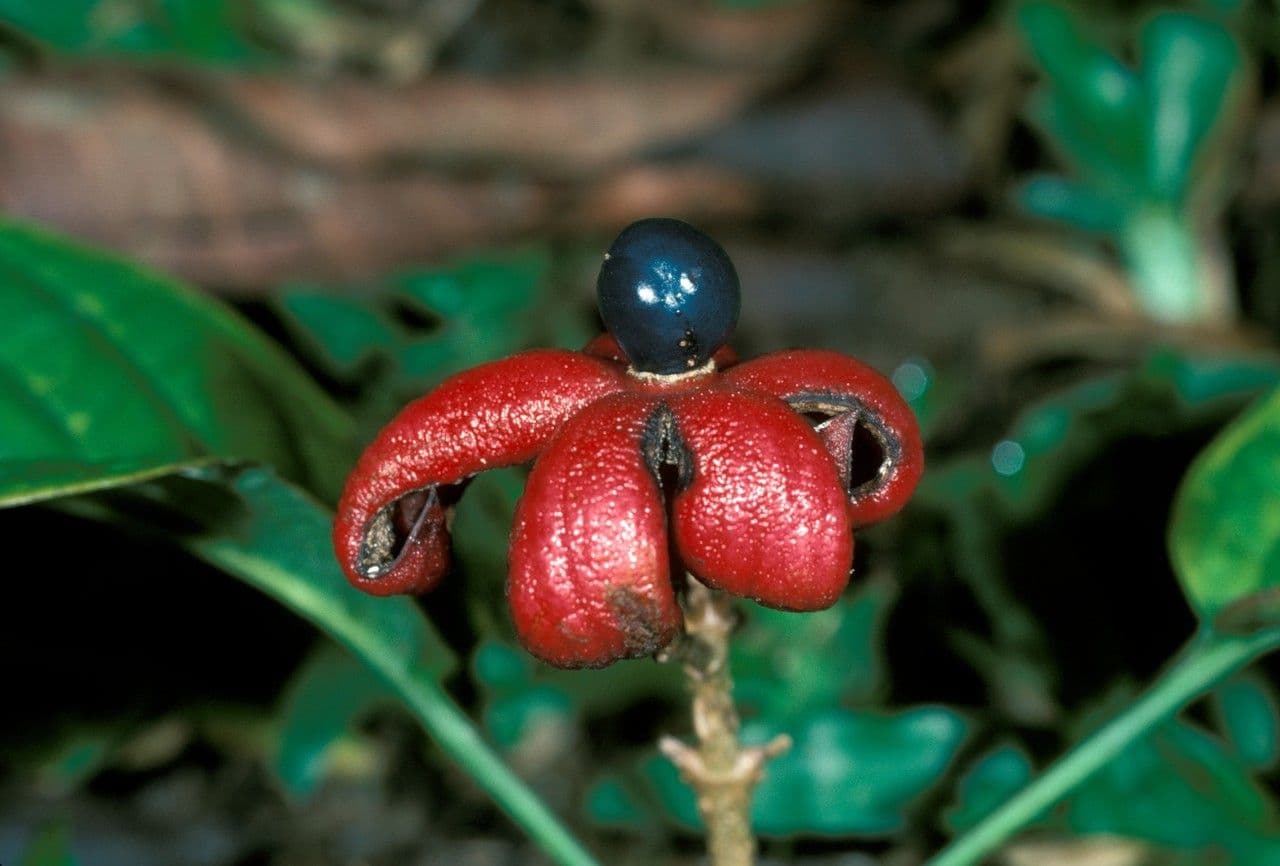 Clerodendrum 2