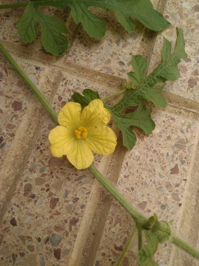 Anguria 7