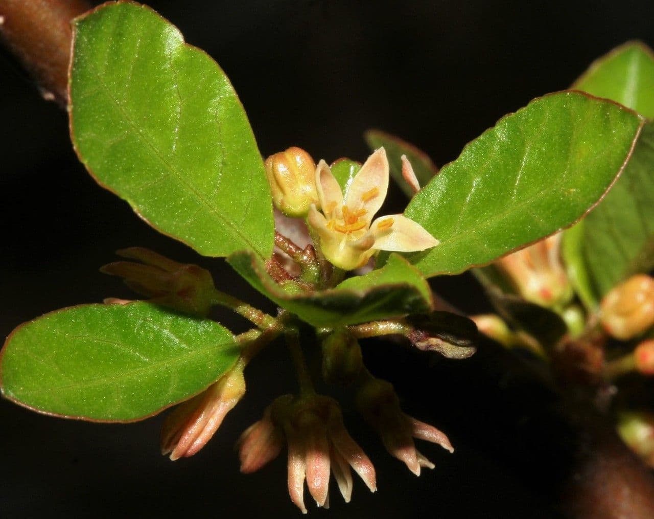 Bursera 5
