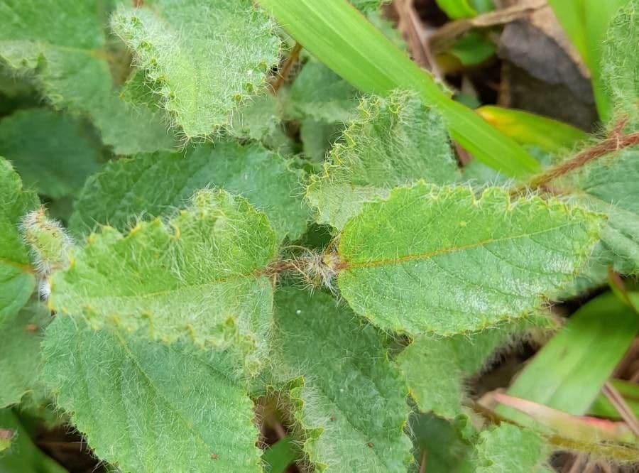 Waltheria communis 6