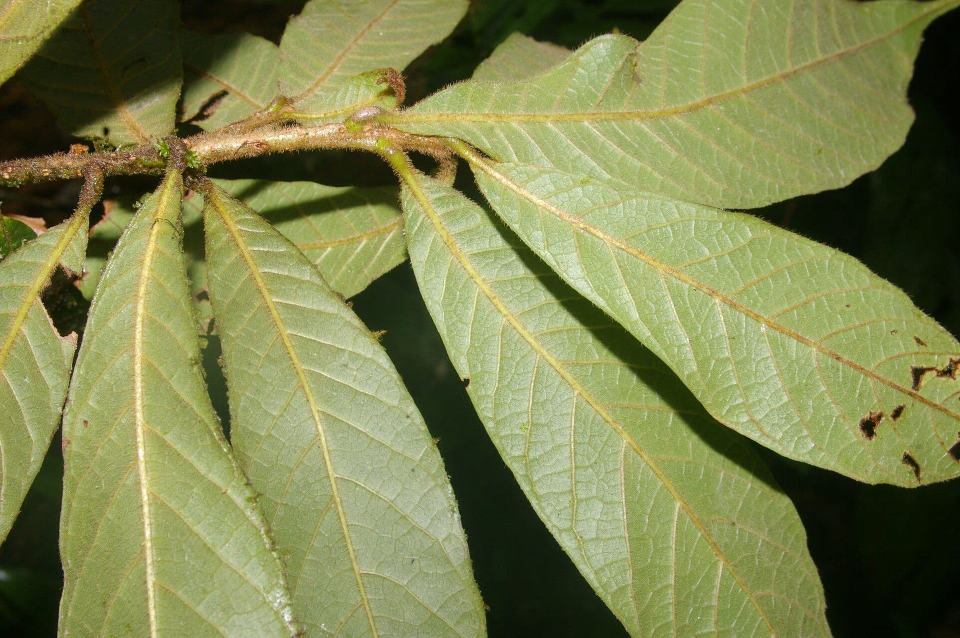 Meliosma 7