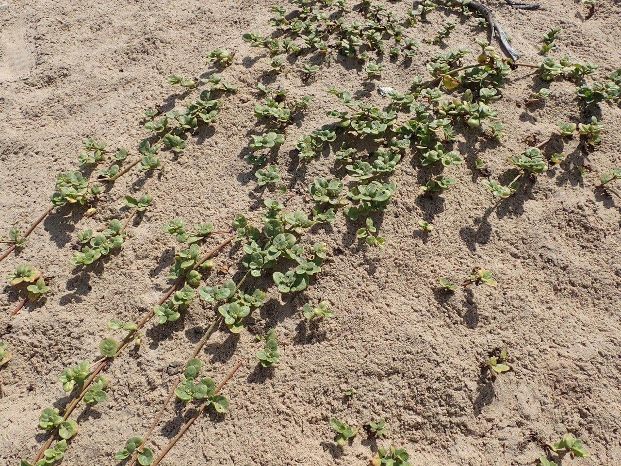 Alternanthera 8