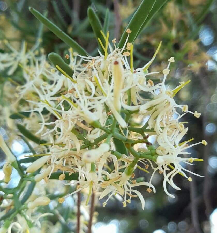 Tripodanthus