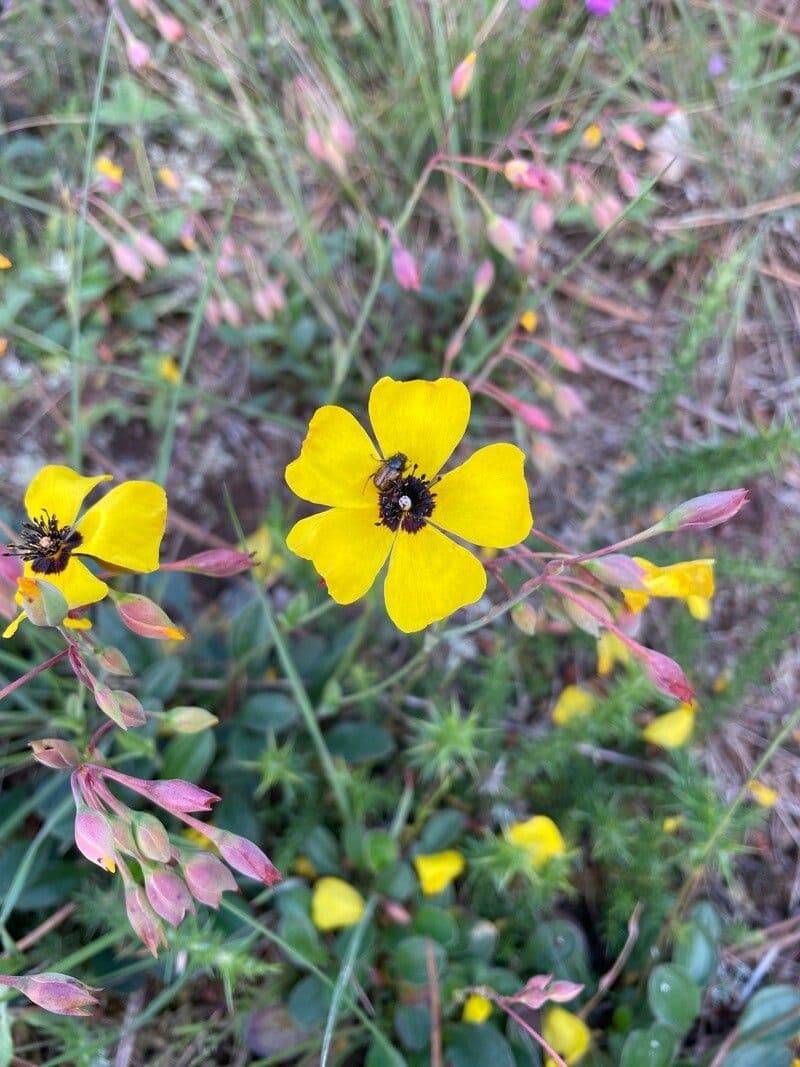 Tuberaria 4