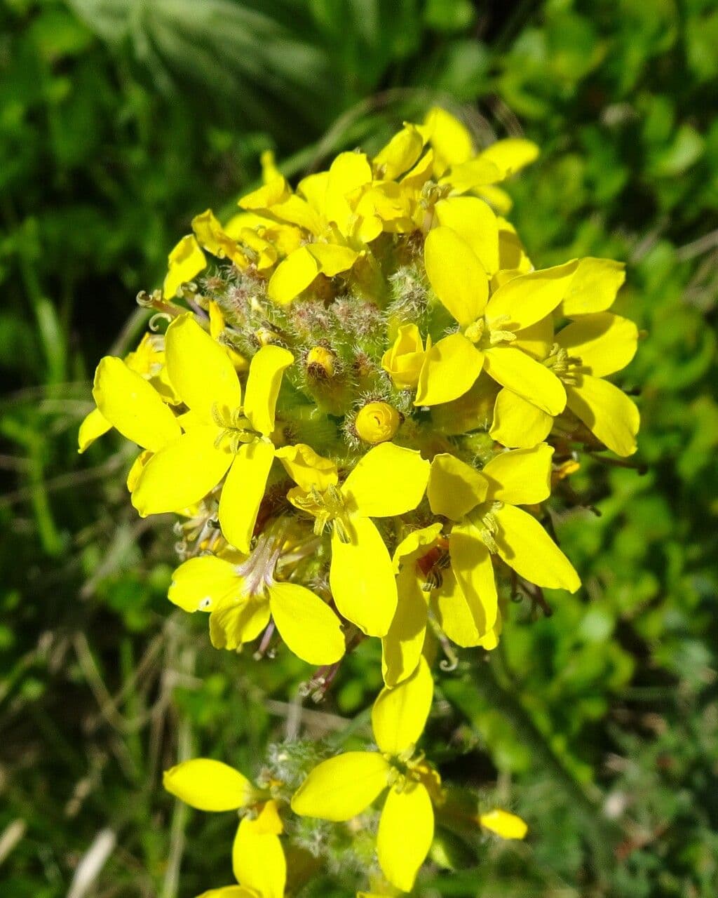 Erba perla d'Austria 9