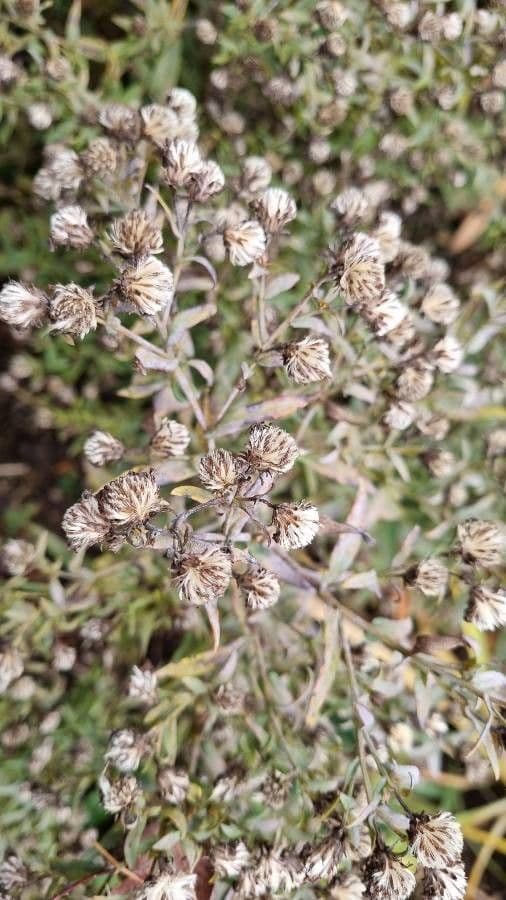 Neubelgische Aster 3