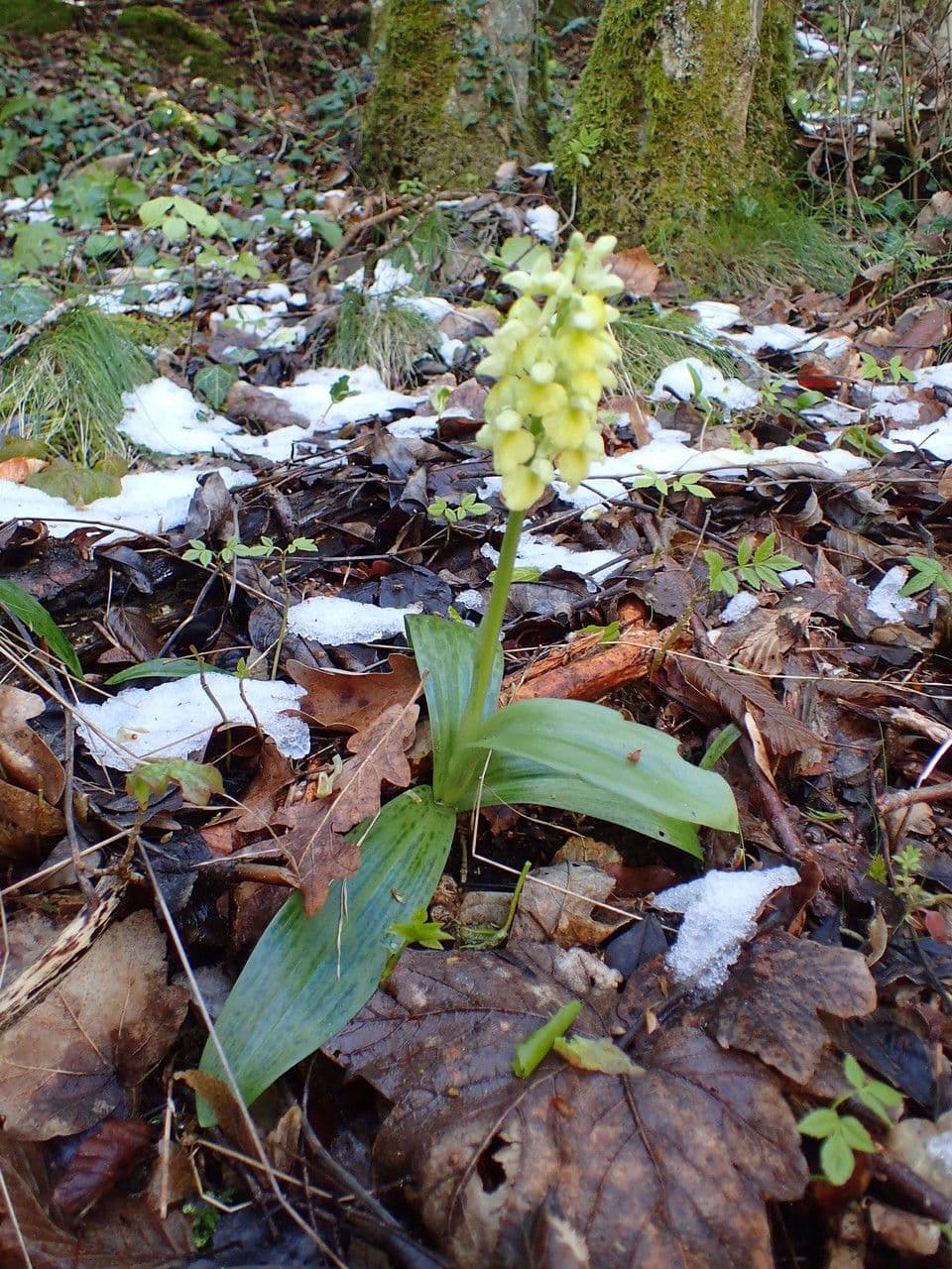 Orchide pallida 8