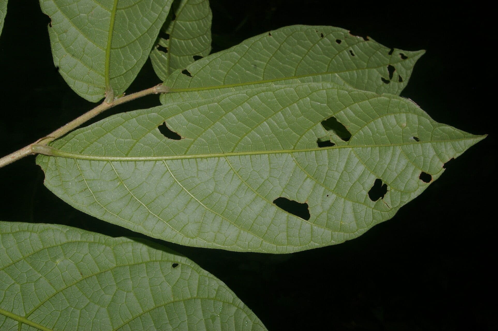 Dichapetalum donnell-smithii 2