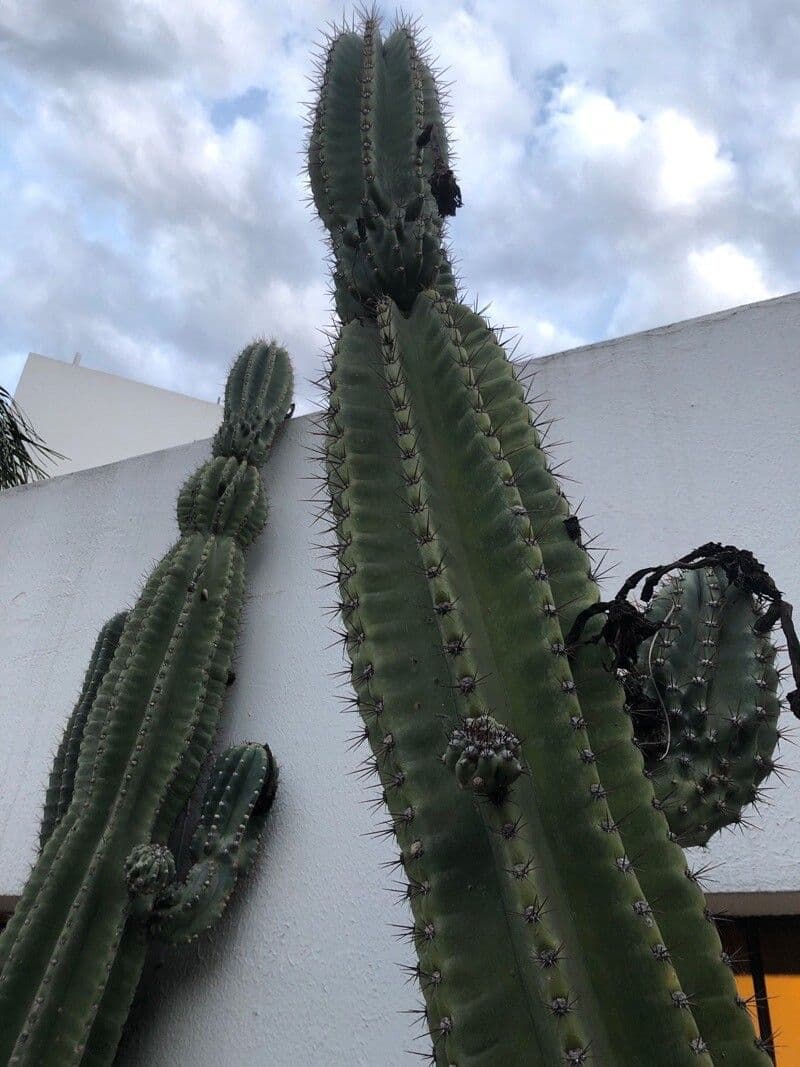 Stenocereus
