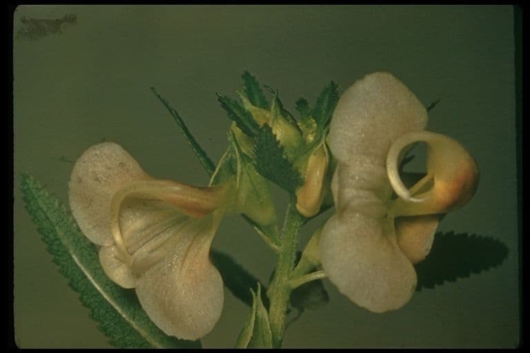 Pediculare a grappoli 5
