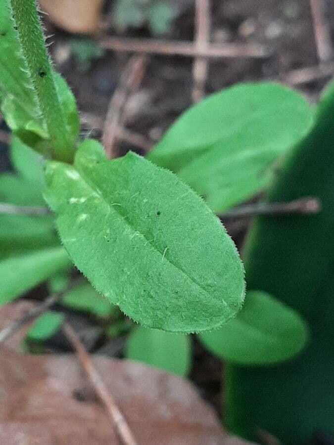 Saponaria rossa 19
