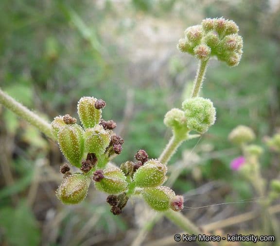 Boerhavia scarlatta
