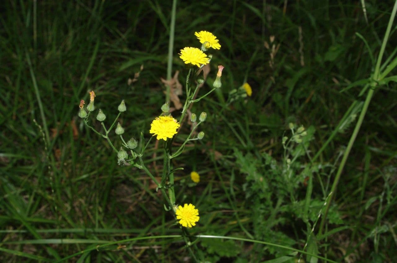 Radicchiella capillare 28