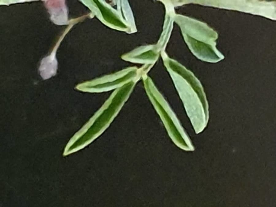 Indigofera 11