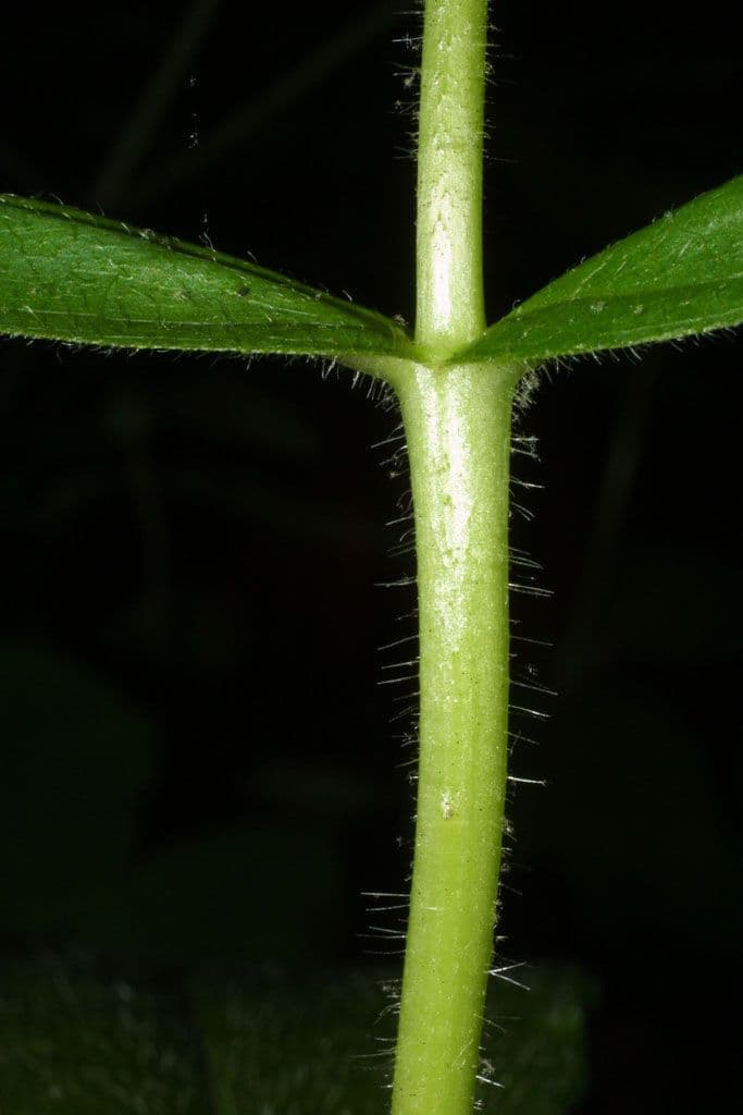 Triosteum 9