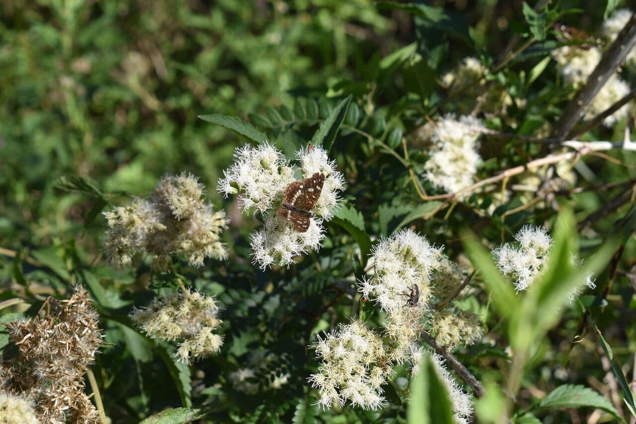 Austroeupatorium
