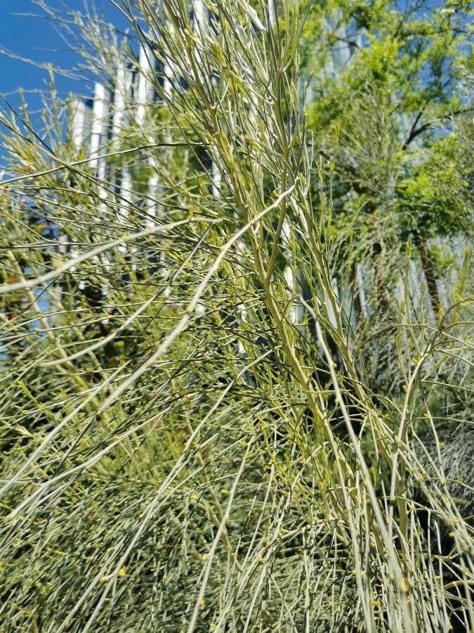 Rhamnus 20