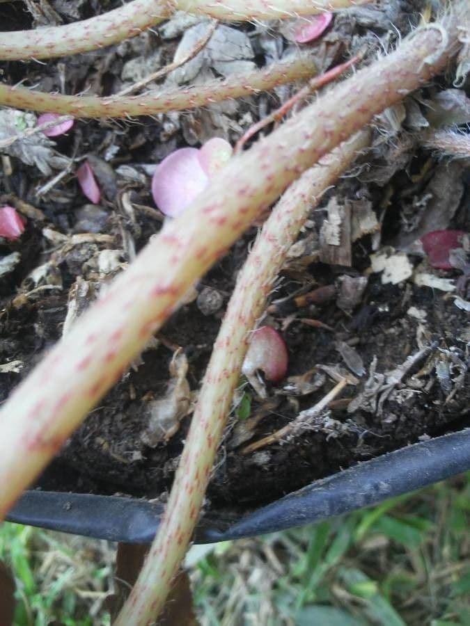 Begonia rex 24