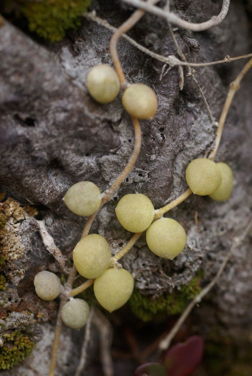 Dischidia 4