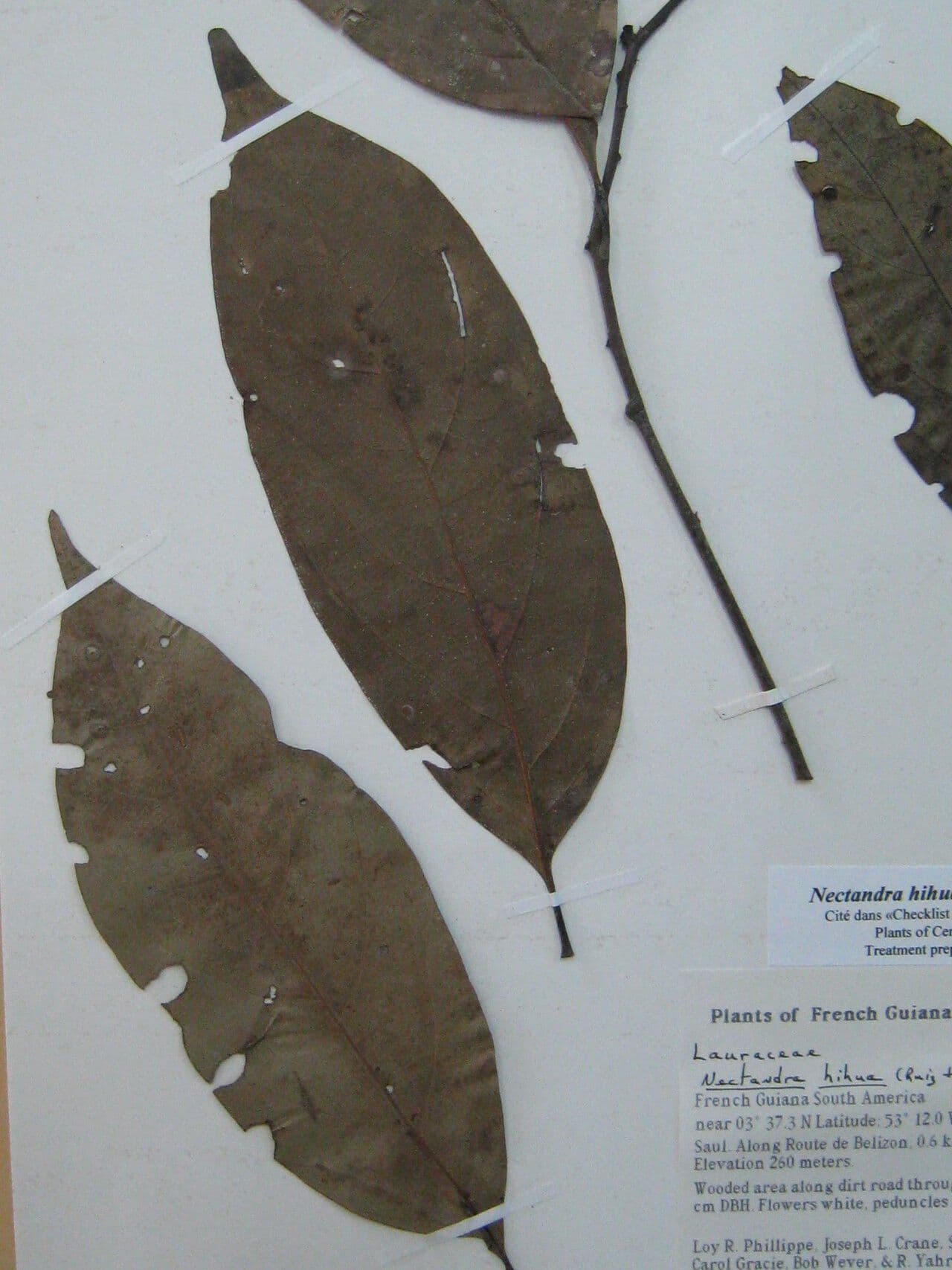 Nectandra 7