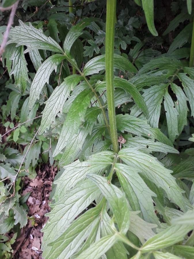 Valeriana comune 18