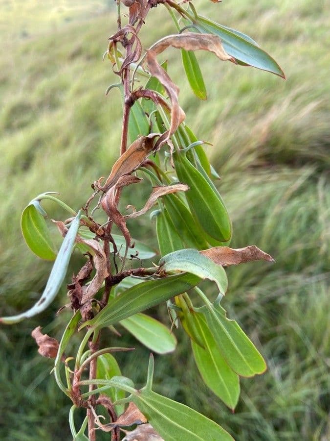 Acetosa 8