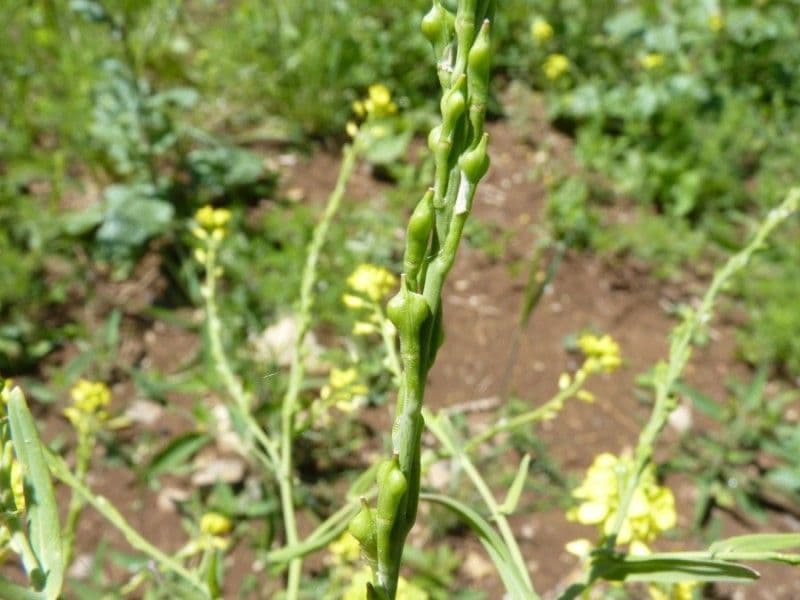 Myagrum perfoliatum 2