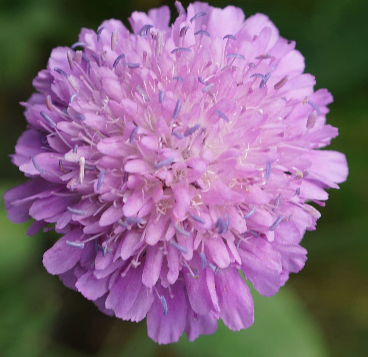 Knautia 6