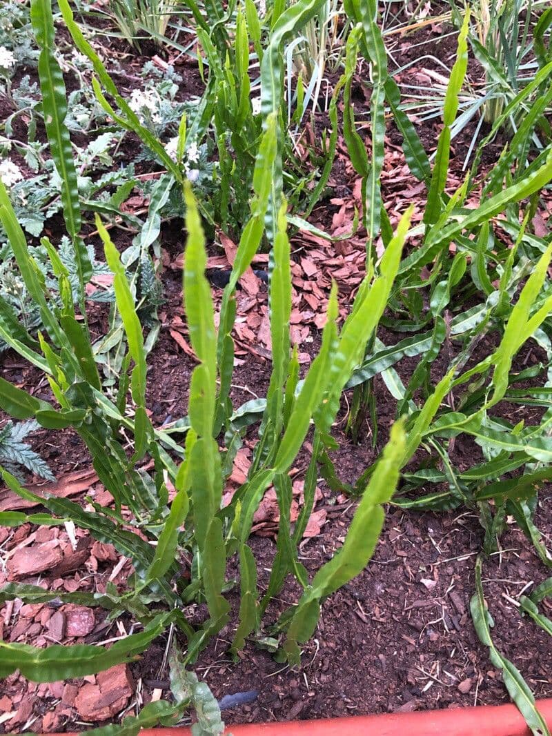Baccharis trimera 16