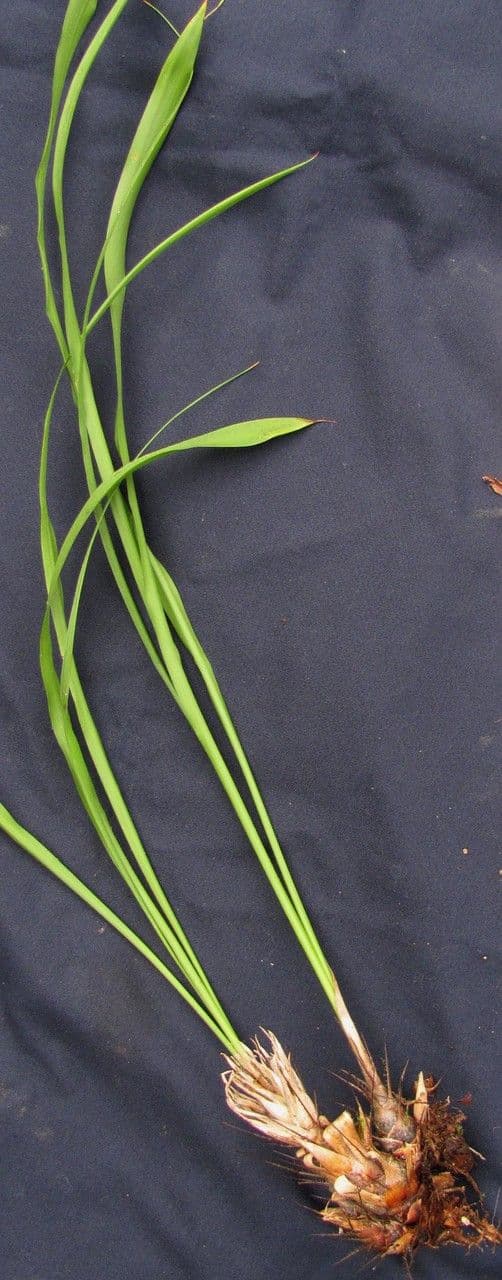Pitcairnia 8