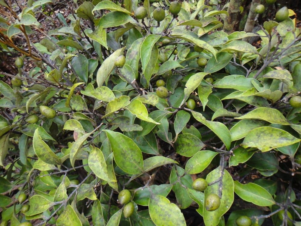 Cryptocarya 6