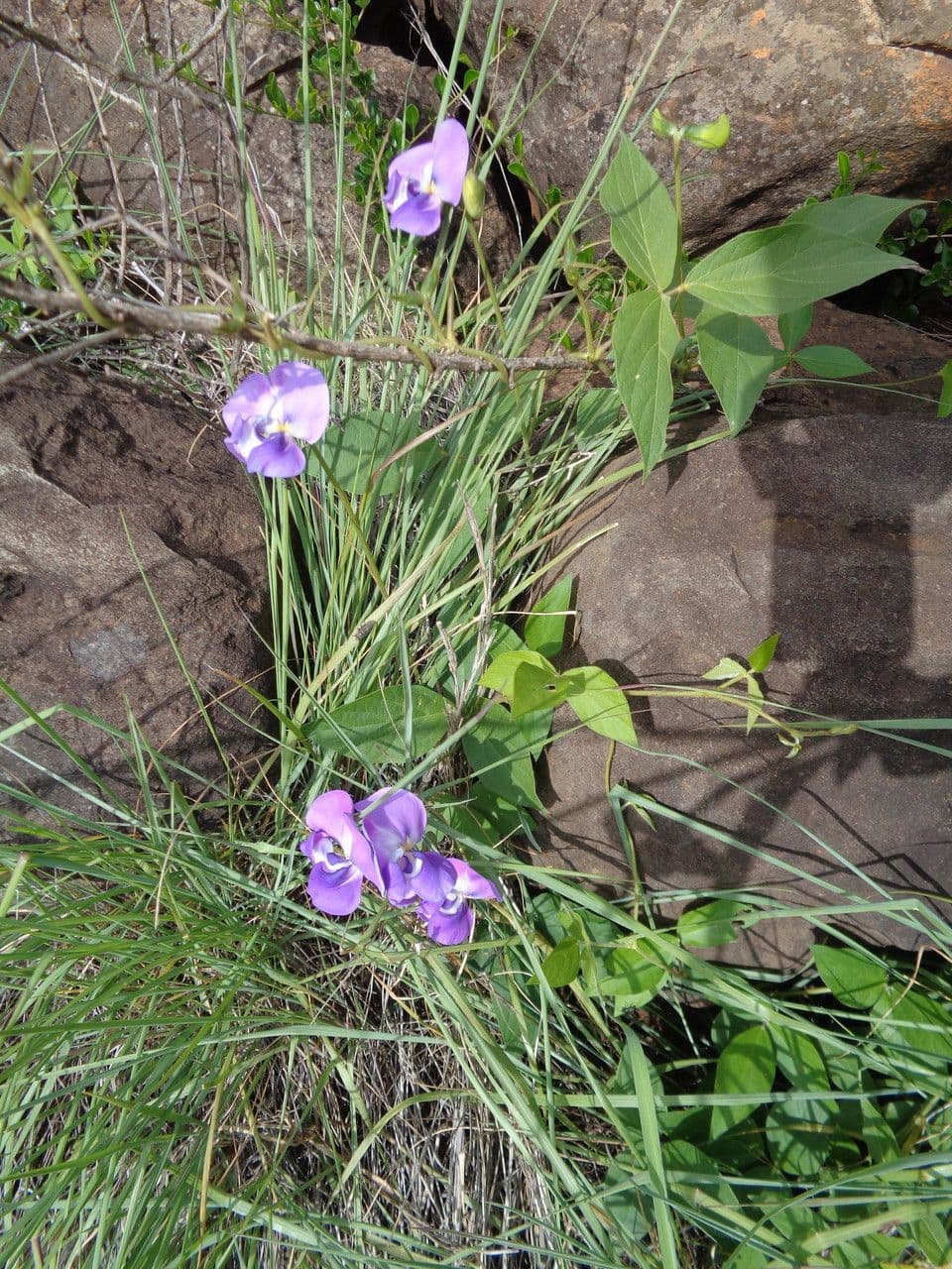 Vigna vexillata 11