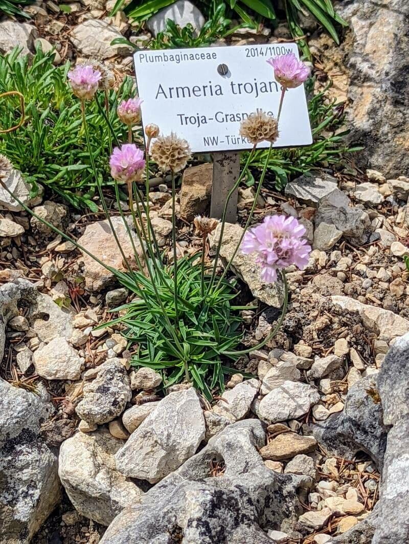 Armeria