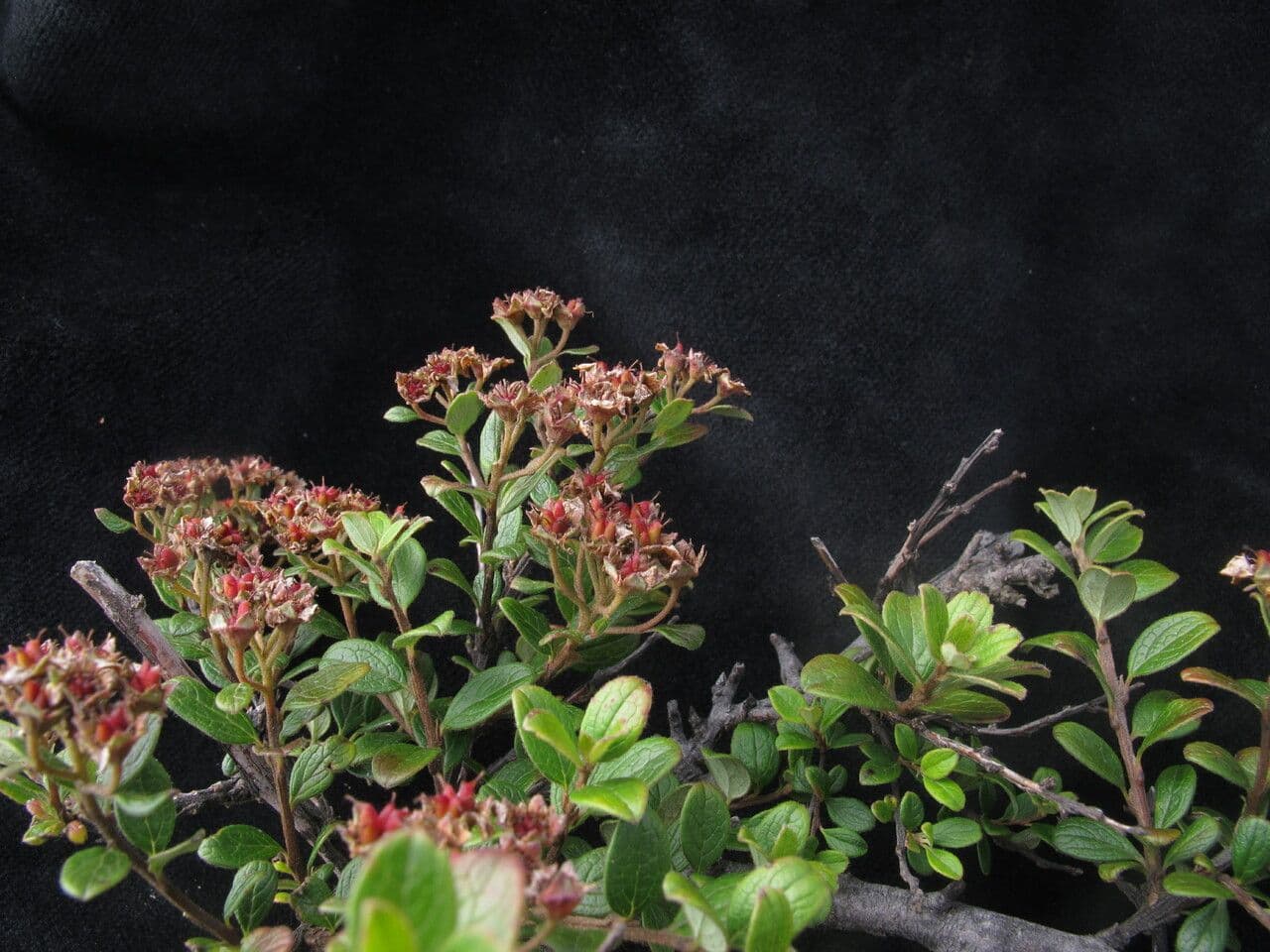 Spirea arcuata 4