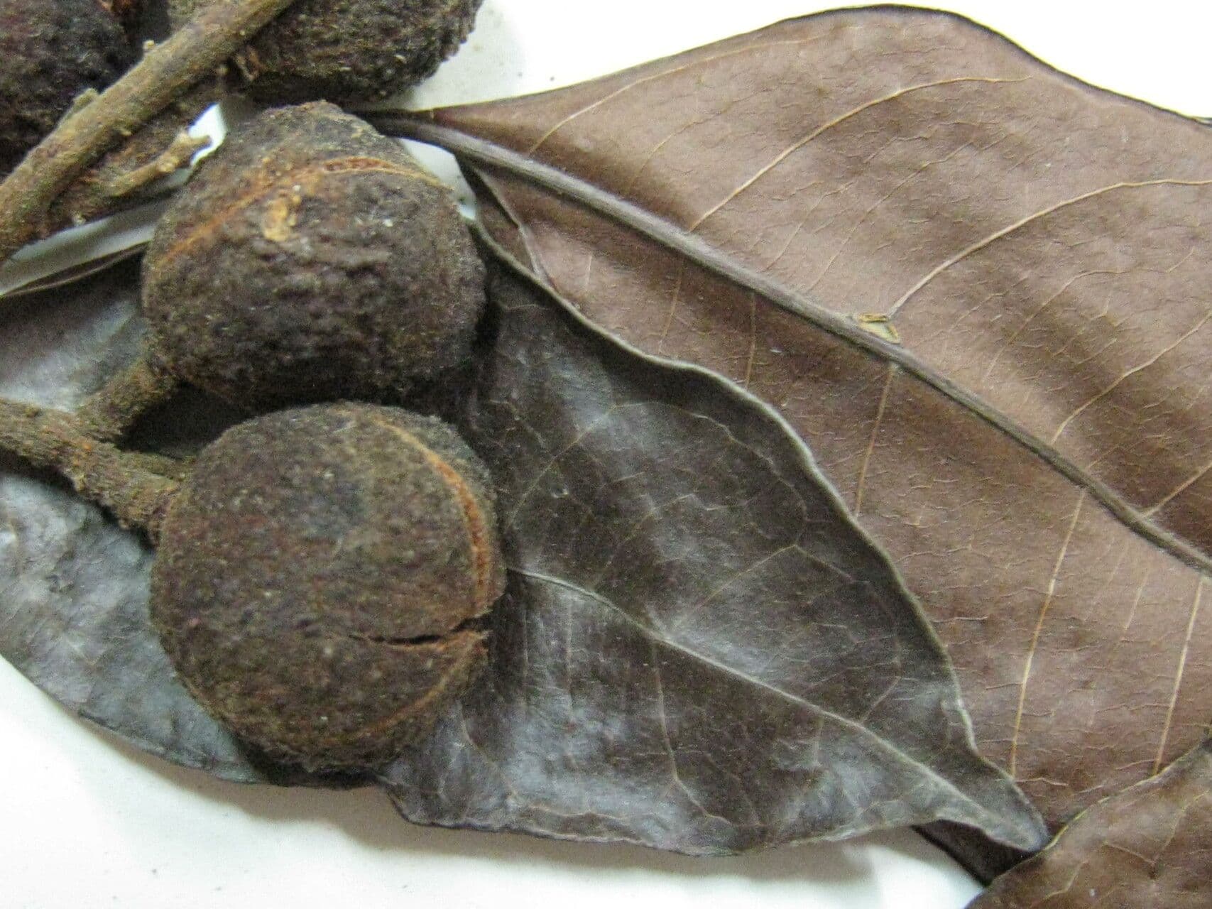 Matayba guianensis 3