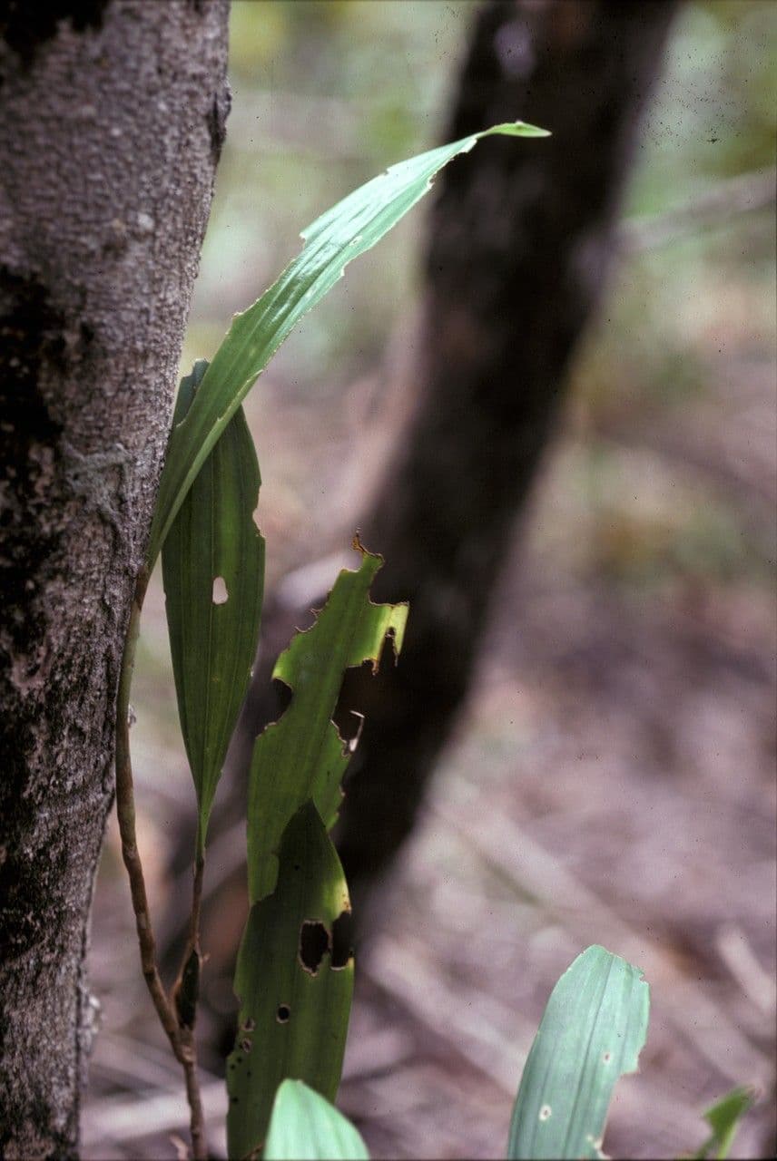Aganisia