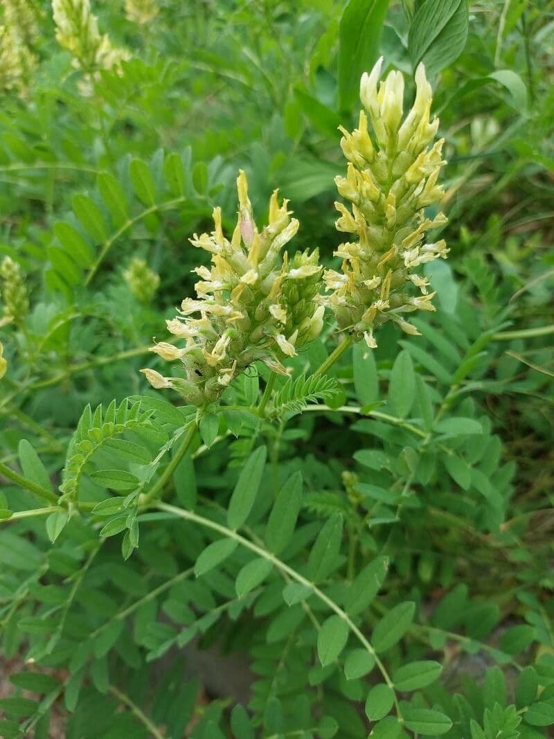 Astragalo ceci 9