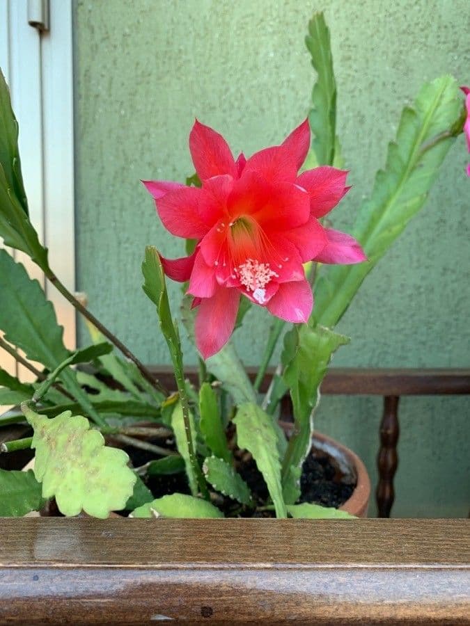 Disocactus 10