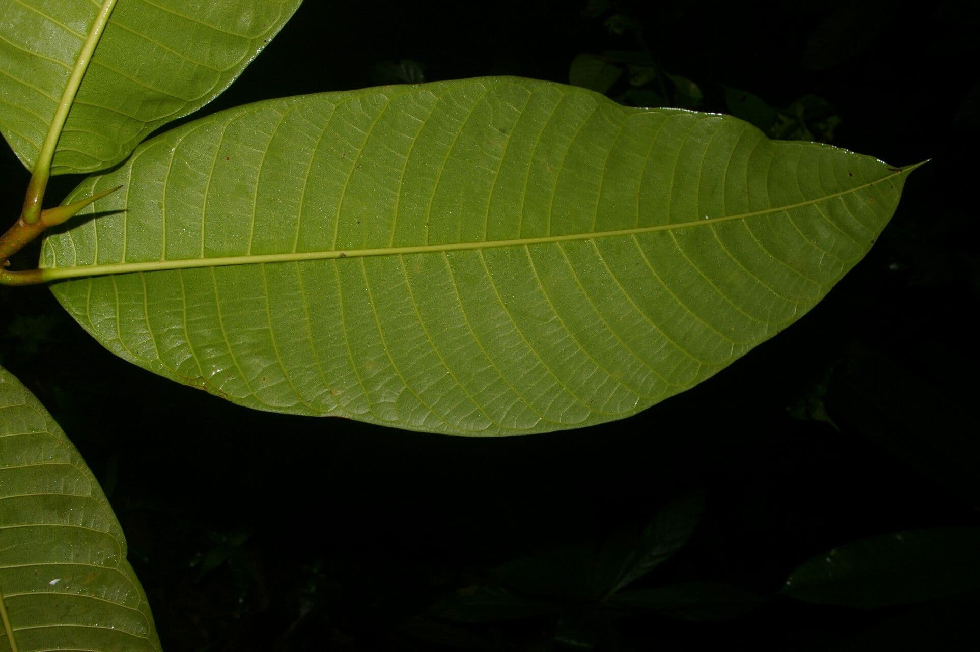 Milchbaum 3