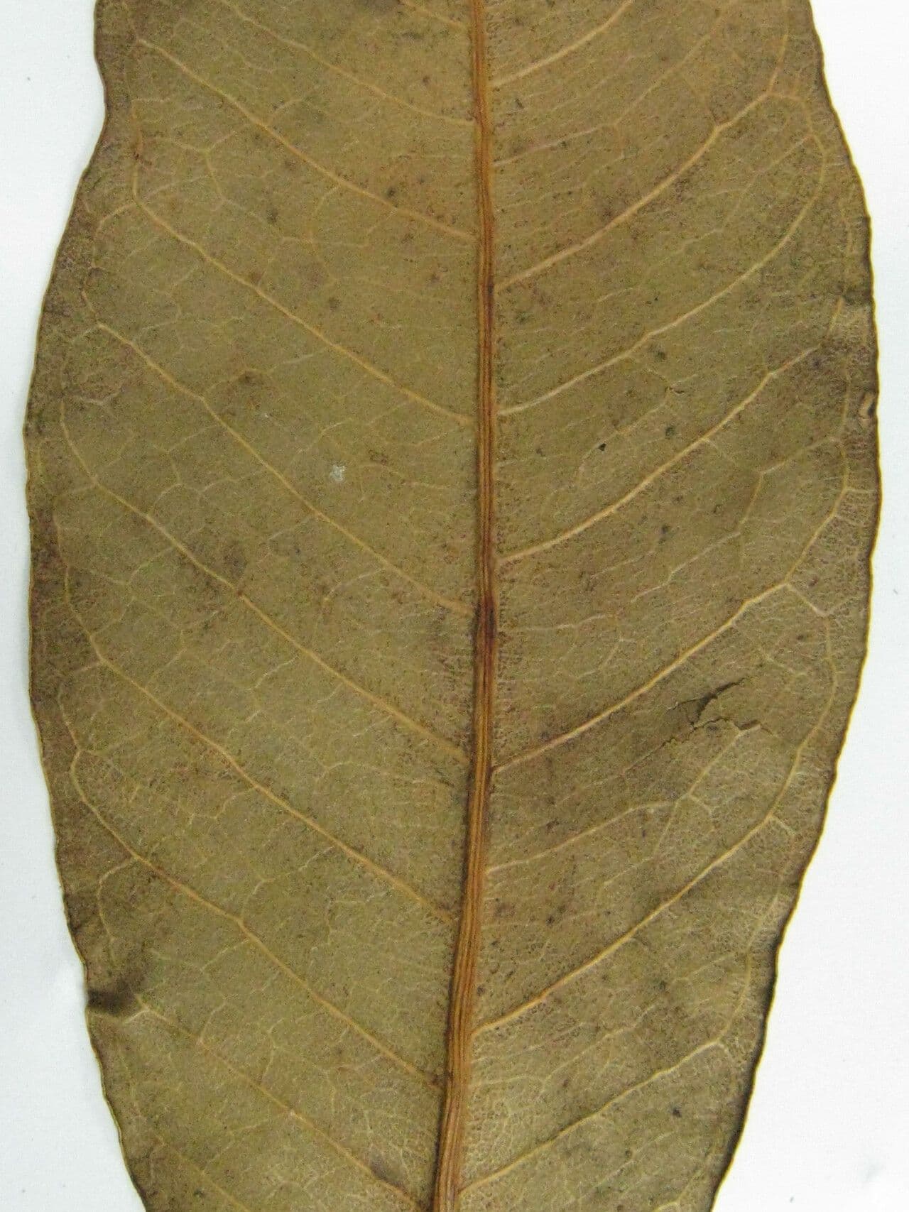 Trattinnickia 7