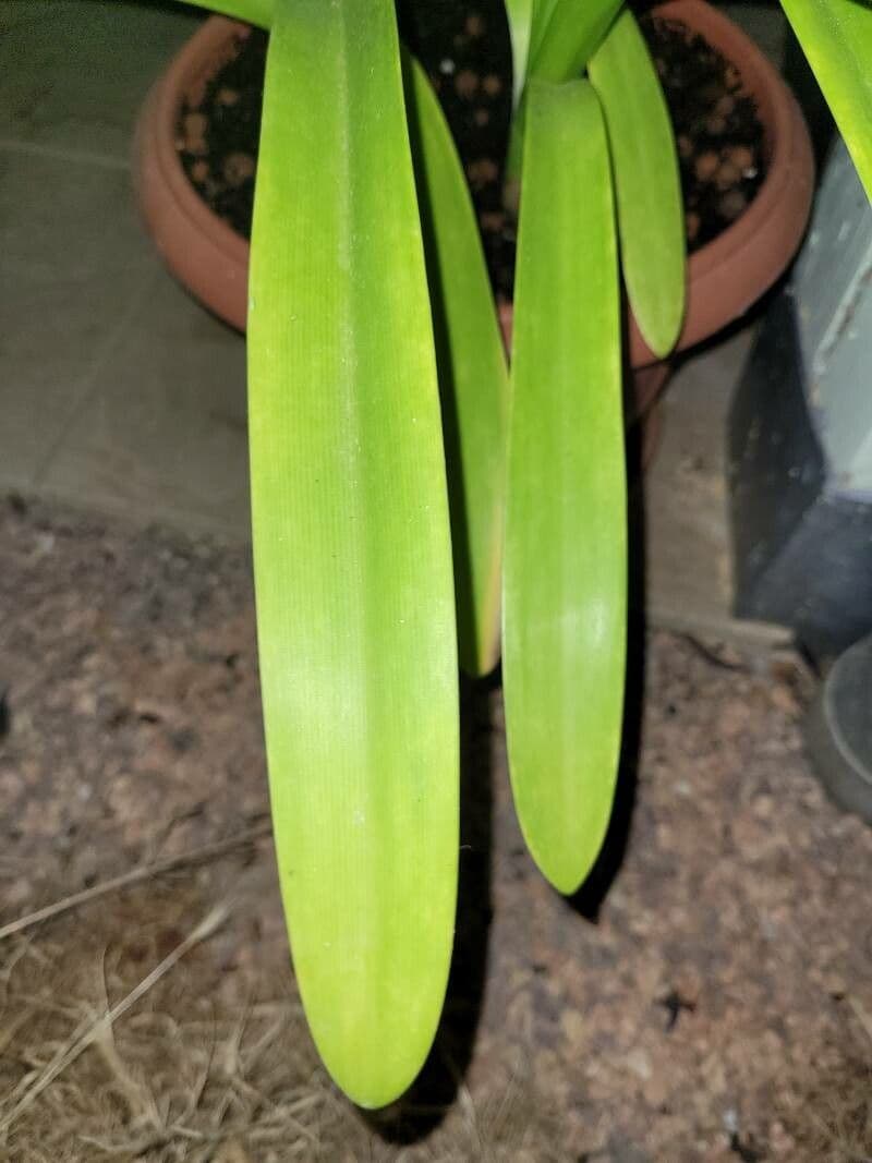 Hymenocallis 13