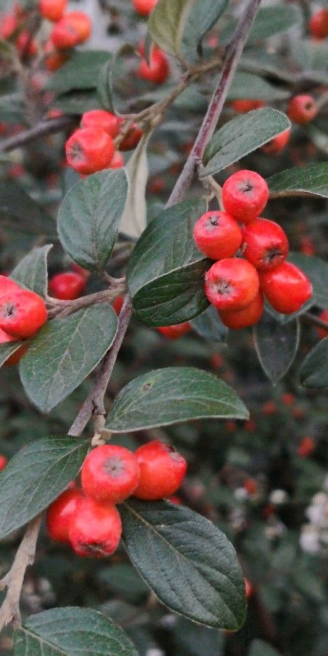 Cotoneaster di Stern