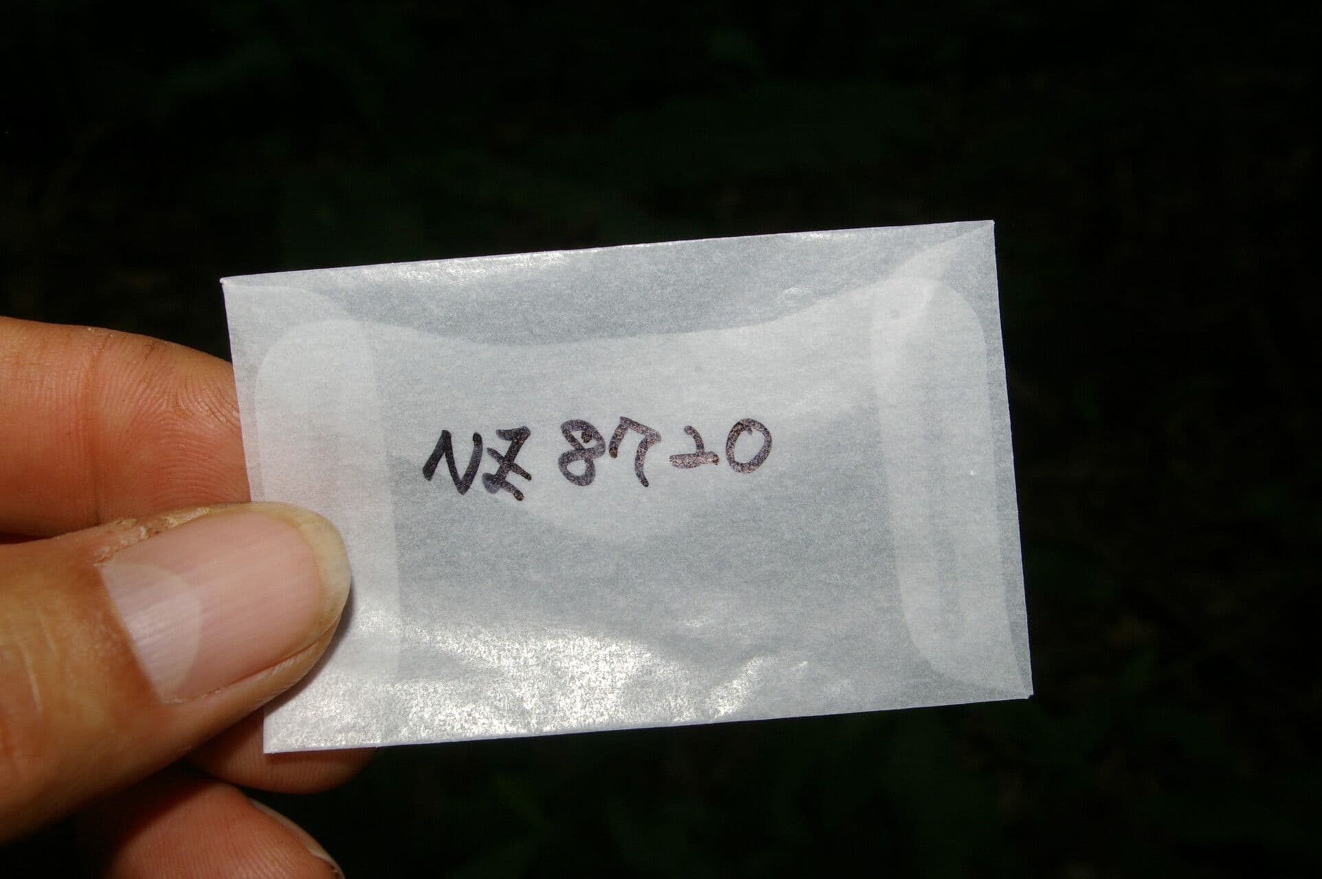 Xylosma 8