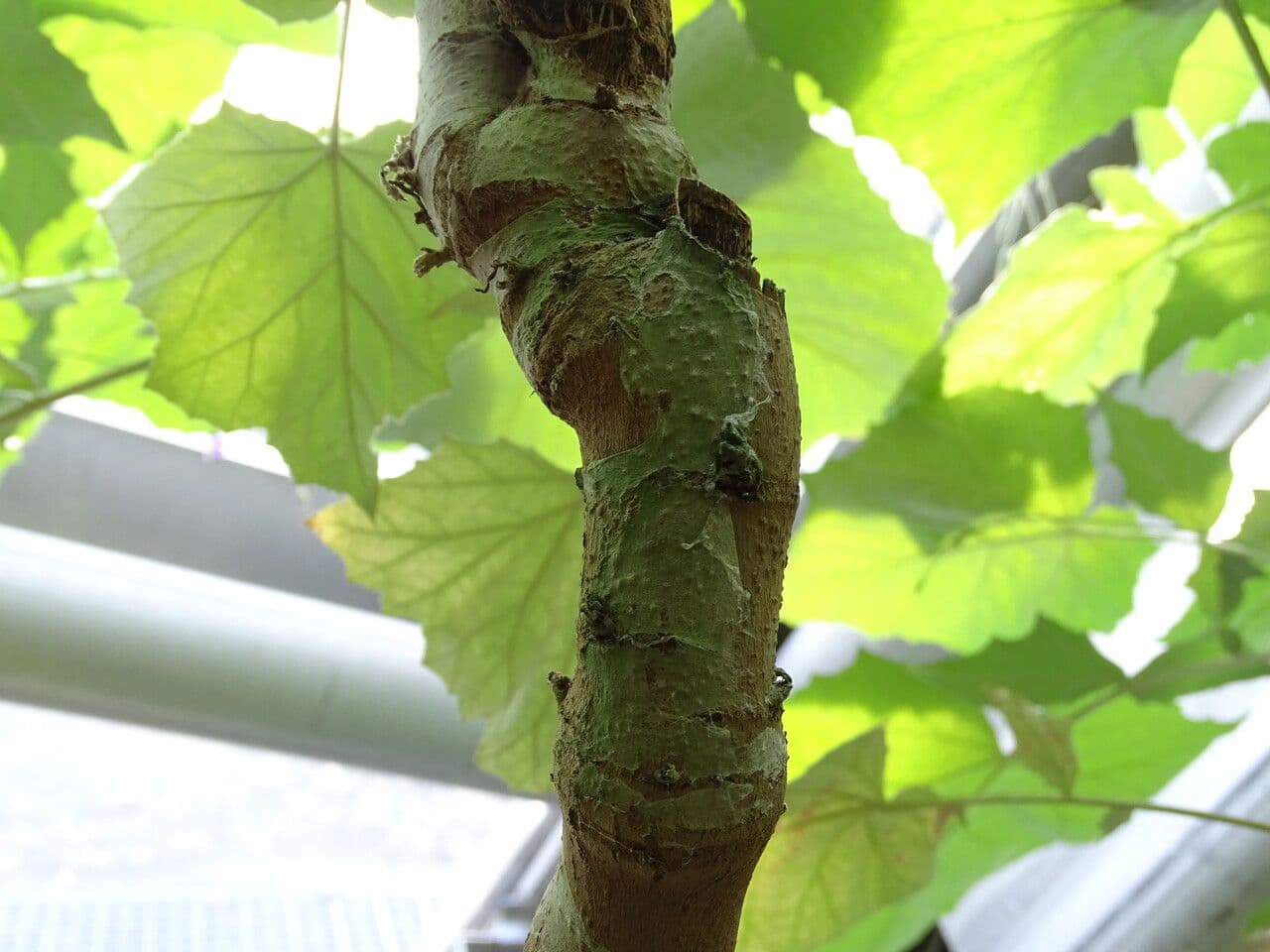 Onoseris 2