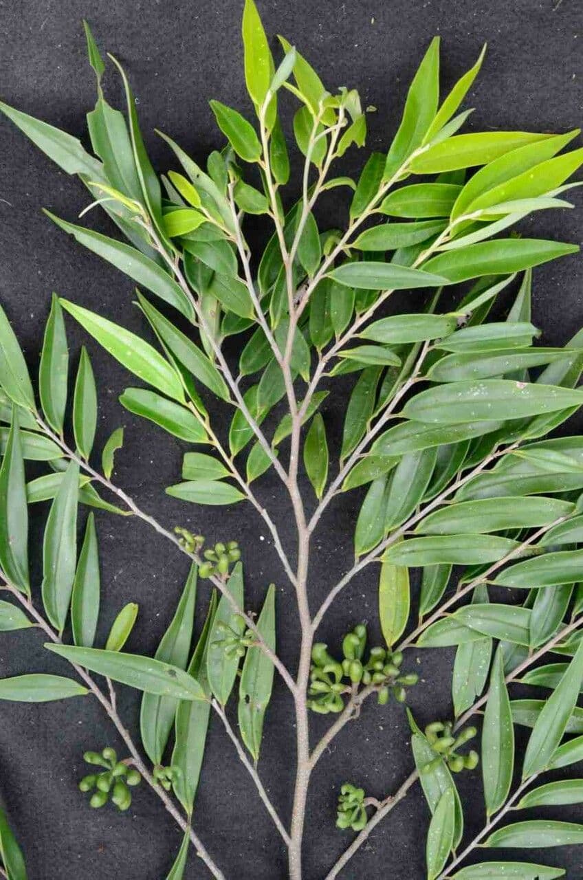 Xylopia brazylijska 2