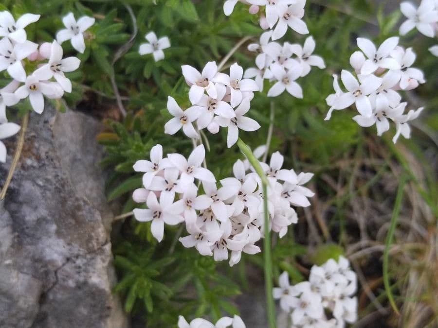 Asperula peluta 6