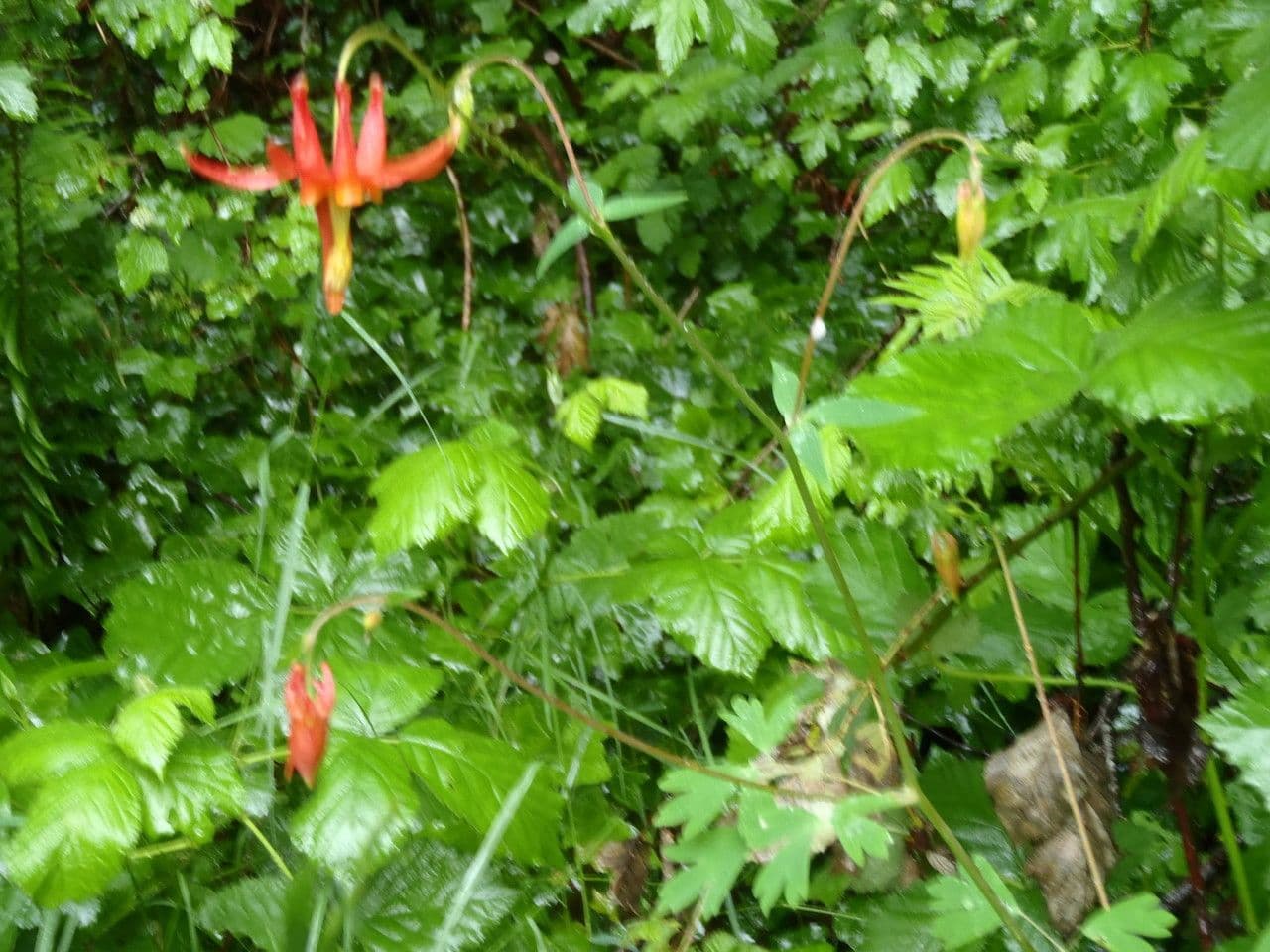 Akelei 13