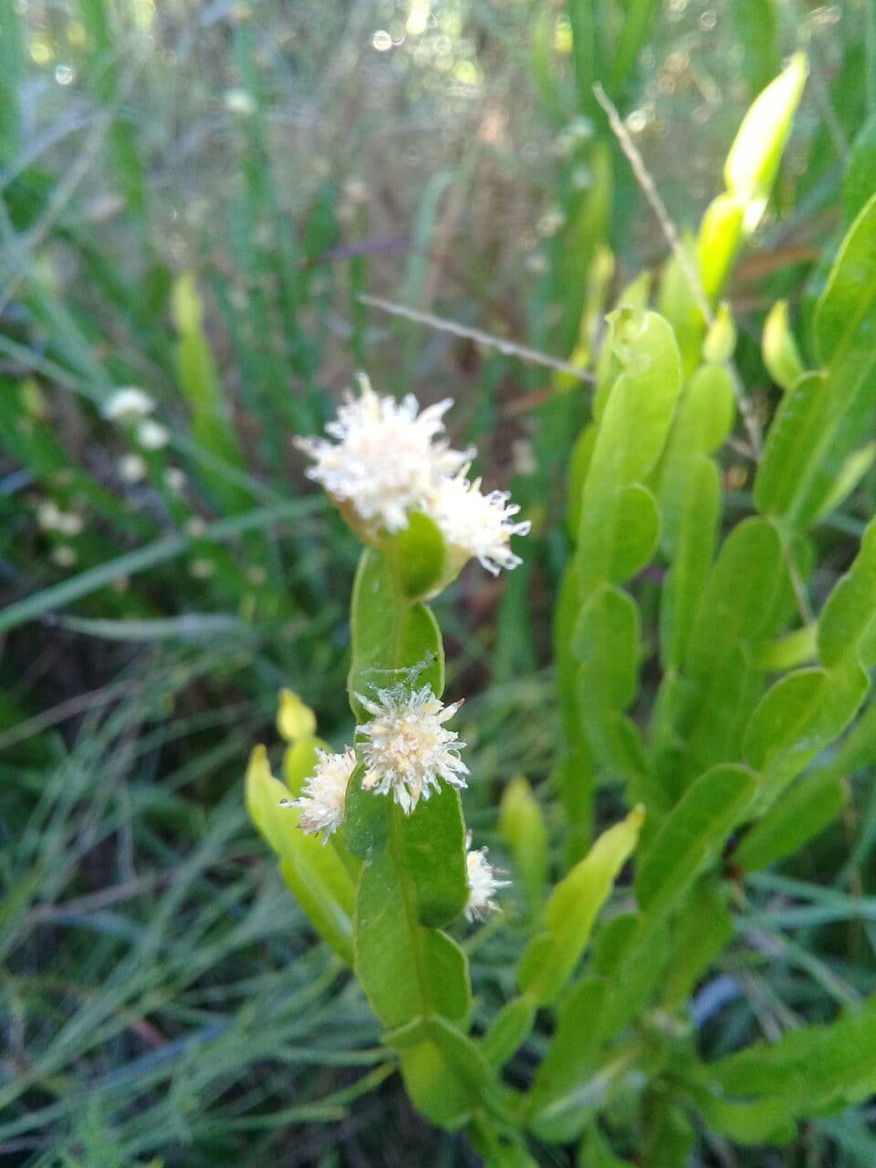 Baccharis trimera 23
