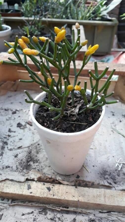 Rhipsalis clavata 7